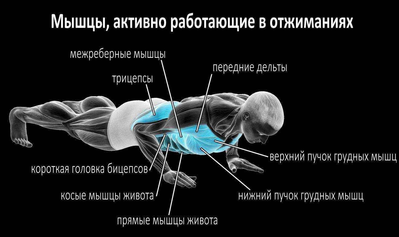Боль около ключицы во время отжиманий - спорт 2024