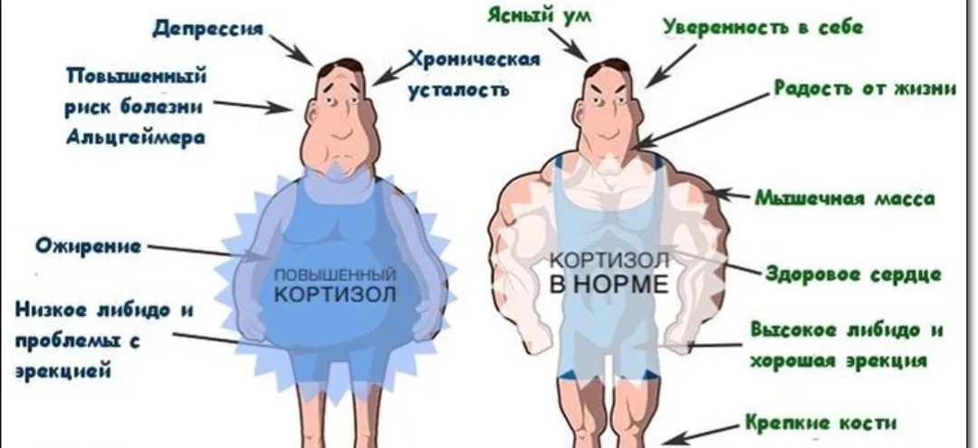 Кортизол в бодибилдинге: зачем он нужен, советы по контролю гомона
