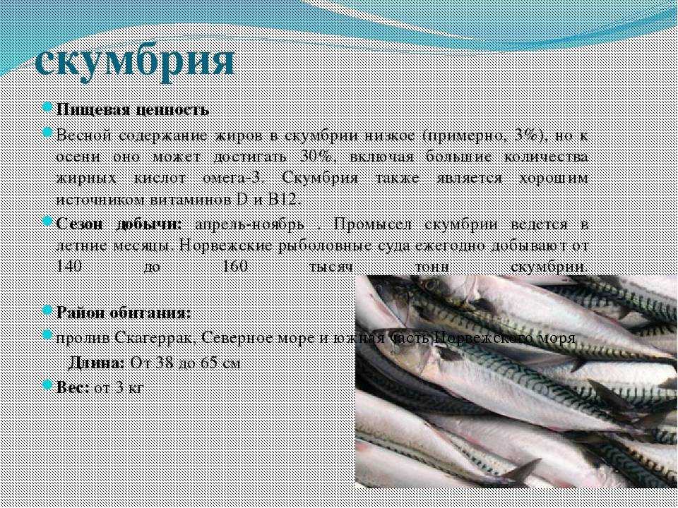 Польза и вред минтая для организма, калорийность, бжу на 100 грамм