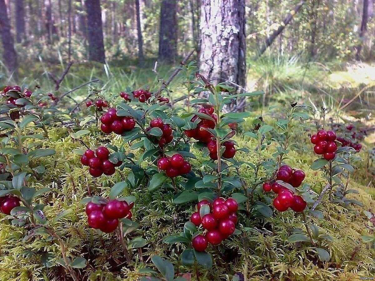 Самые полезные осенние ягоды :: утренний кофе с сибмамой