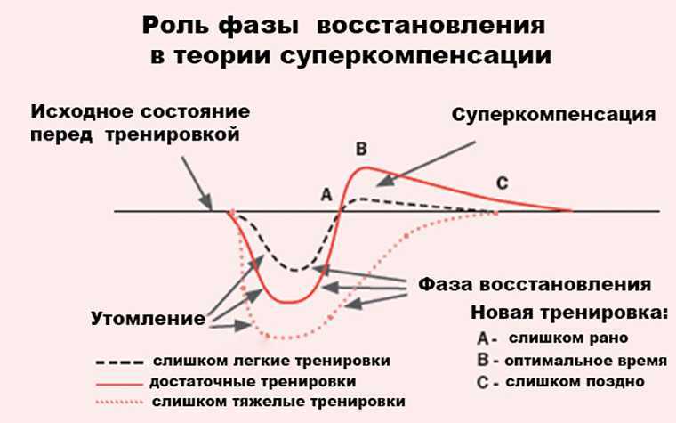 Суперкомпенсация в спорте — как правильно поймать и использовать для максимального результата