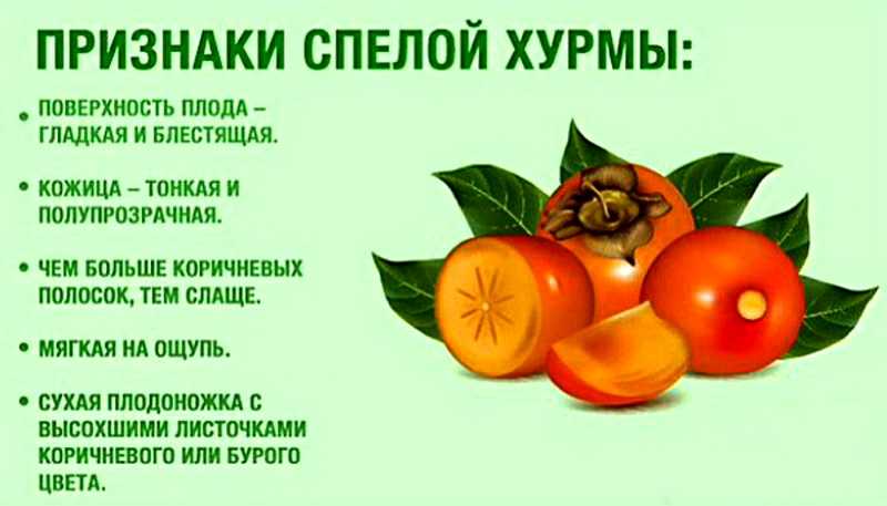 Хурма польза и вред для организма человека. кому нельзя есть хурму