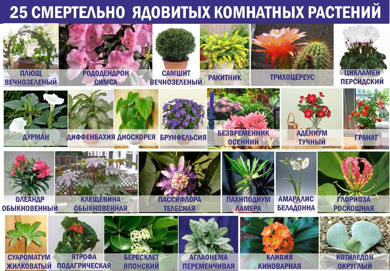 Какие комнатные цветы нельзя держать дома: фото и названия, почему, приметы, незамужней девушке, аллергикам