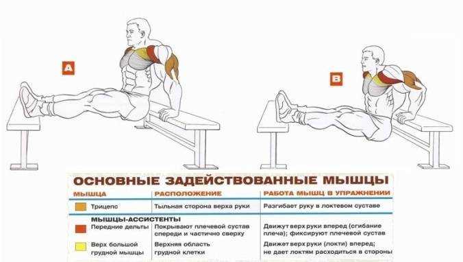 Правильные обратные отжимания для трицепса