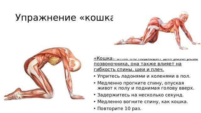 Упражнения для пресса. 10 самых лучших упражнений для мышц живота.