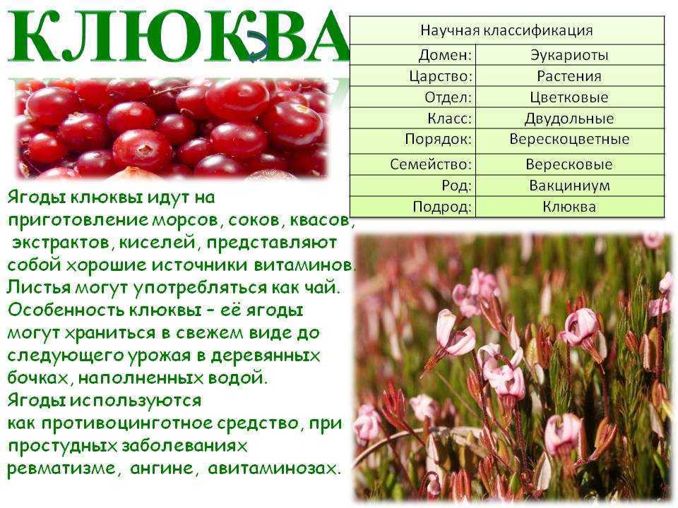 Клюквенный морс польза и вред. 12 полезные свойства клюквенного морса.