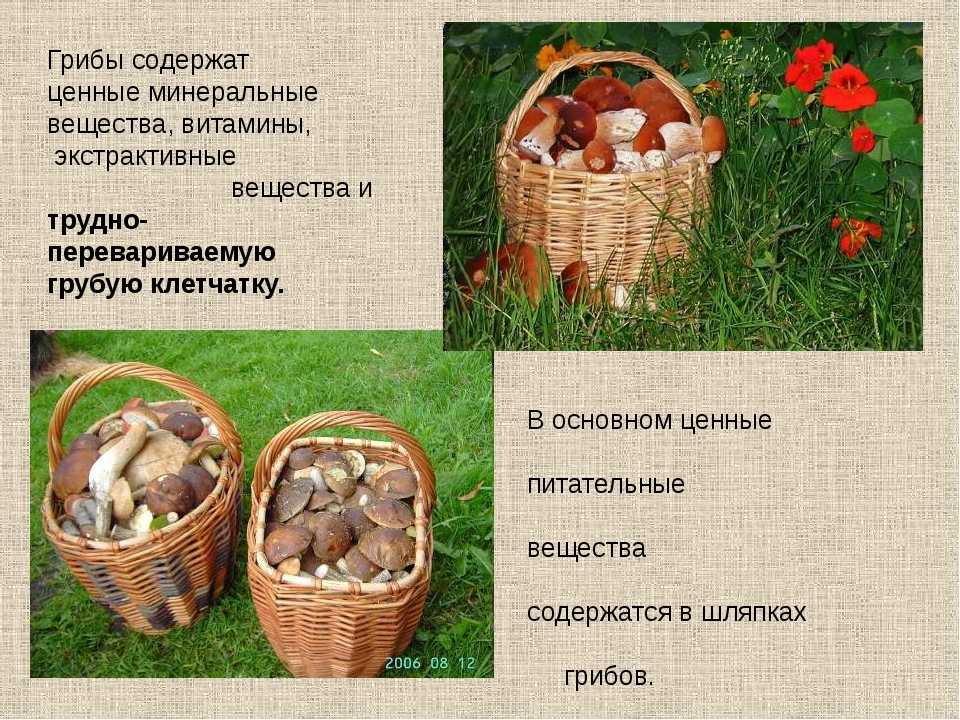 Польза и вред грибов — 5 доказанных свойств для человека, а также советы по приготовлению и приёму