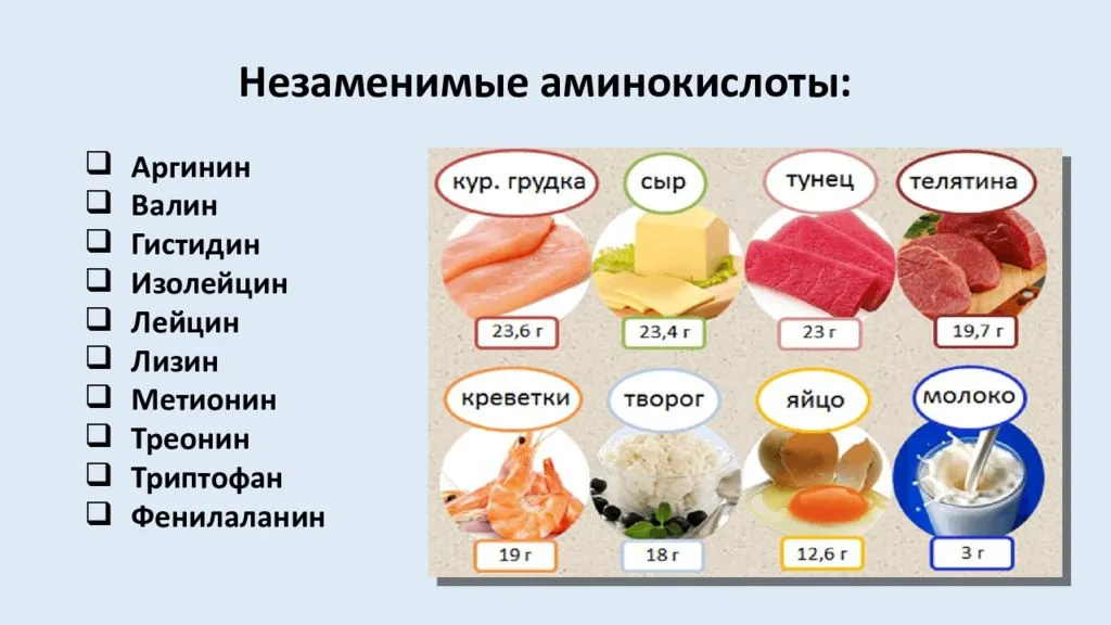 Заменимые и незаменимые аминокислоты, необходимые организму человека