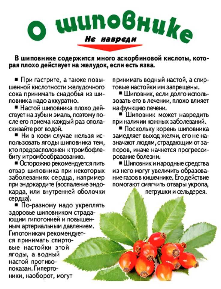 Шиповник