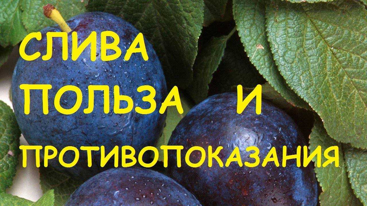 Слива 1 шт ккал в. слива: калорийность, гликемический индекс