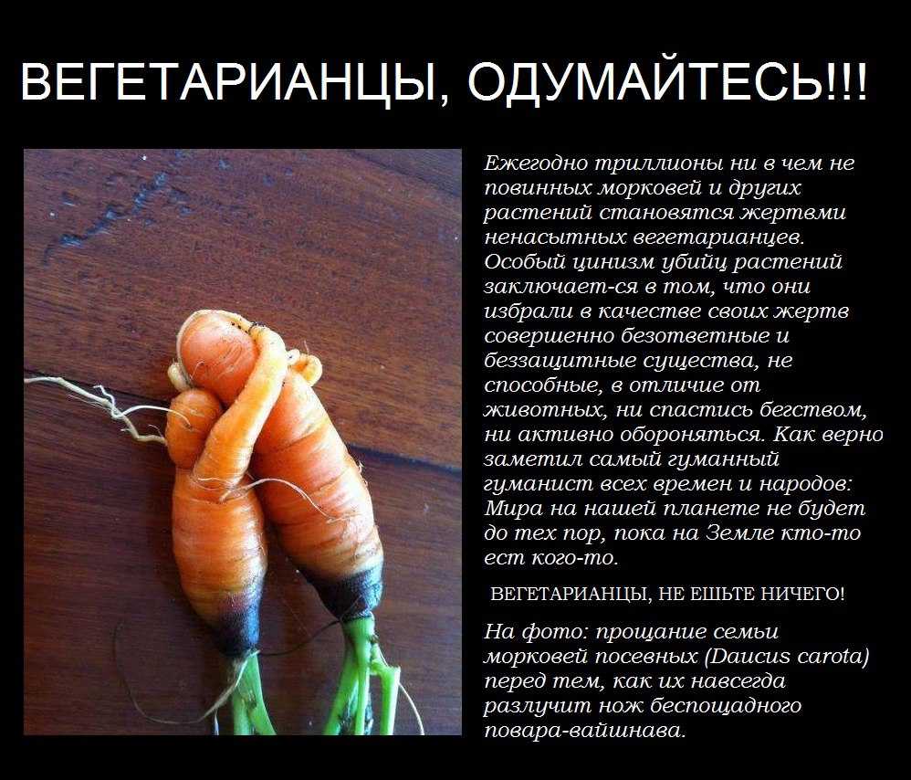 Есть ли жизнь... без мяса? исповедь экс-вегетарианки | красота и здоровье | школажизни.ру