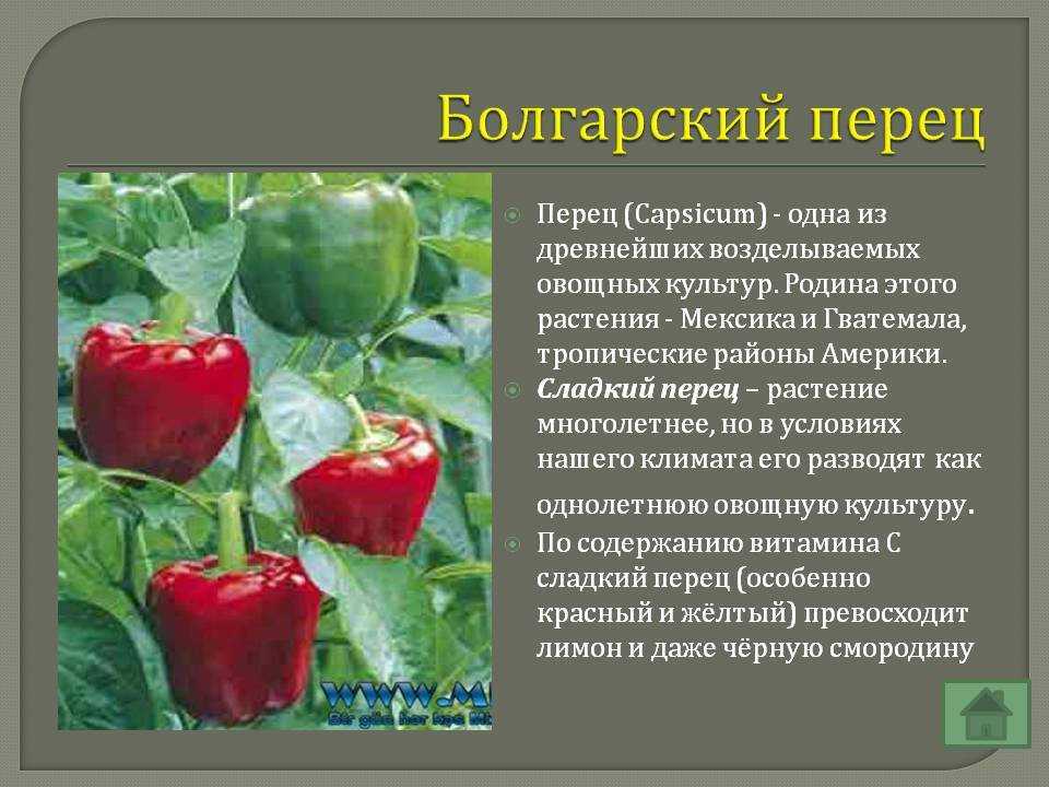 Болгарский перец - польза и вред для здоровья