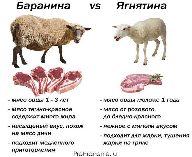 Сочная баранина: в чем польза и вред? интересные сведения о полезных свойствах и вреде баранины, советы по выбору баранины и определению качества мяса