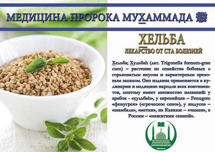 Пажитник – полезные свойства для женщин, противопоказания