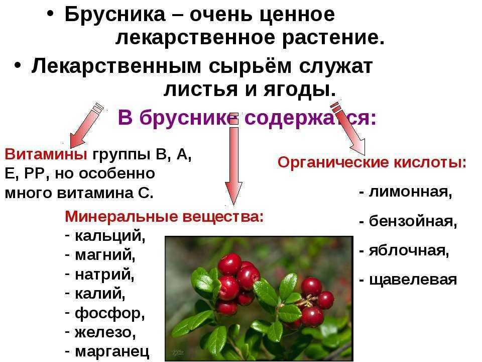 Листья брусники: лечебные свойства, противопоказания и применение