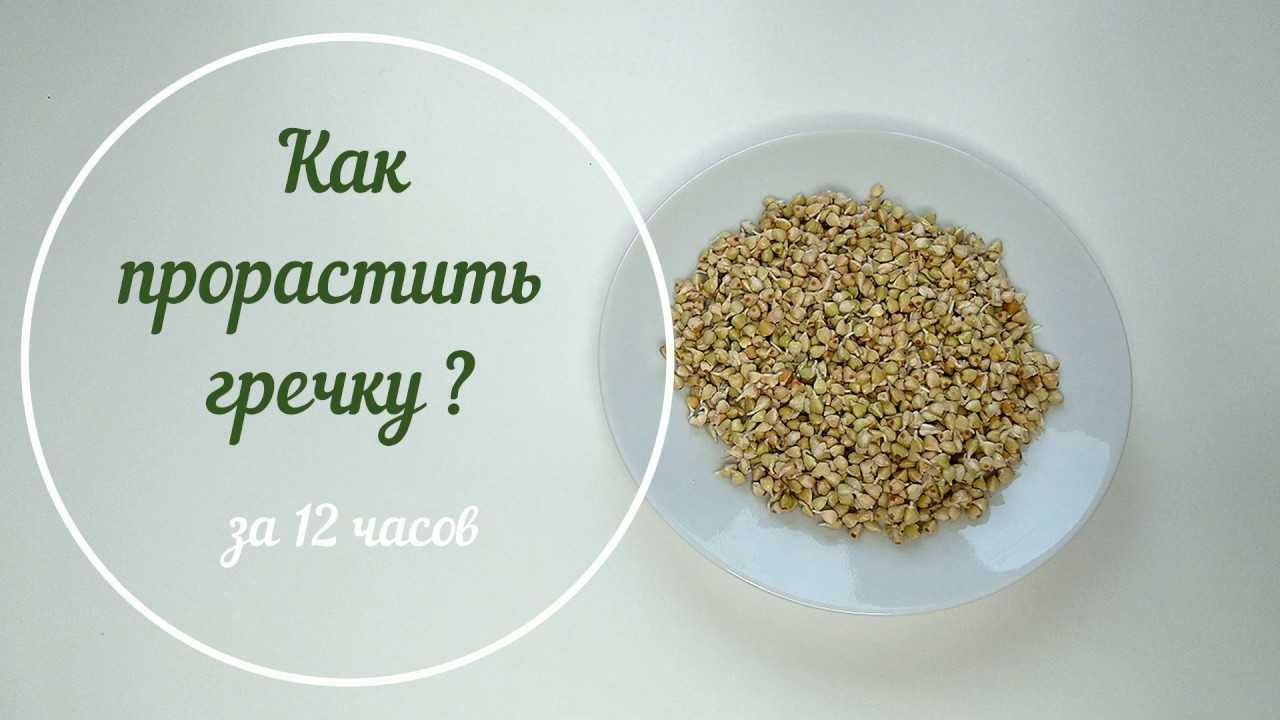 Чем зеленая гречка отличается от обычной коричневой: по пользе, вкусу, виду, приготовлению