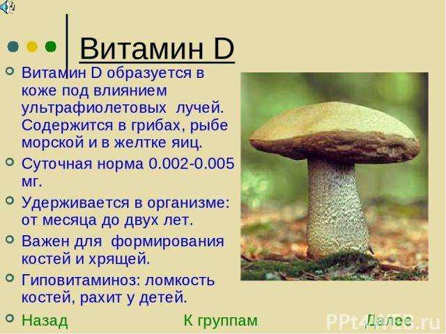 Самые полезные грибы для организма человека