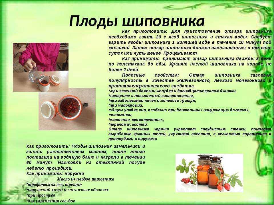 Сушеный шиповник полезные свойства. полезные свойства и противопоказания | здоровье человека
