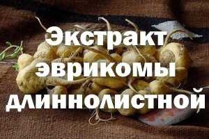 Эврикома длиннолистная отзывы