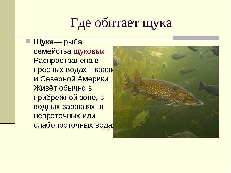 Щука: польза и вред для здоровья человека (калорийность, состав)