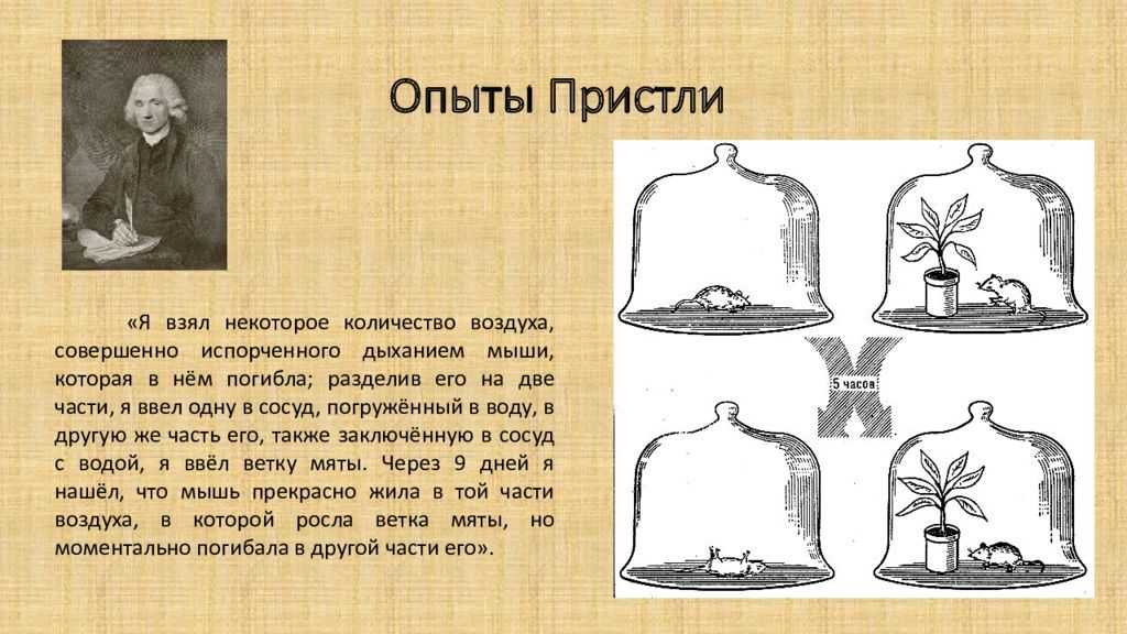 Эксперимент 1975 года: что произойдет, если шесть месяцев есть только один рис