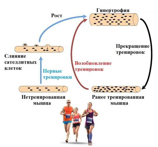 Мышечная память можно ли ее развить Каковы особенности мышечной памяти с позиции современной науки