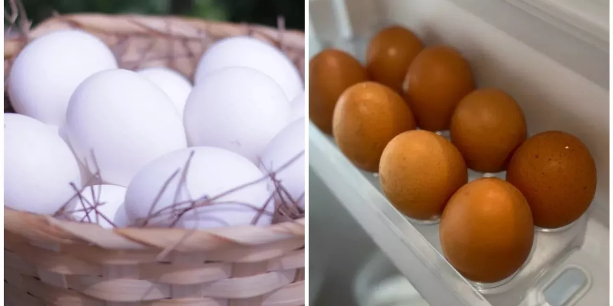 Чем отличаются белые яйца от коричневых