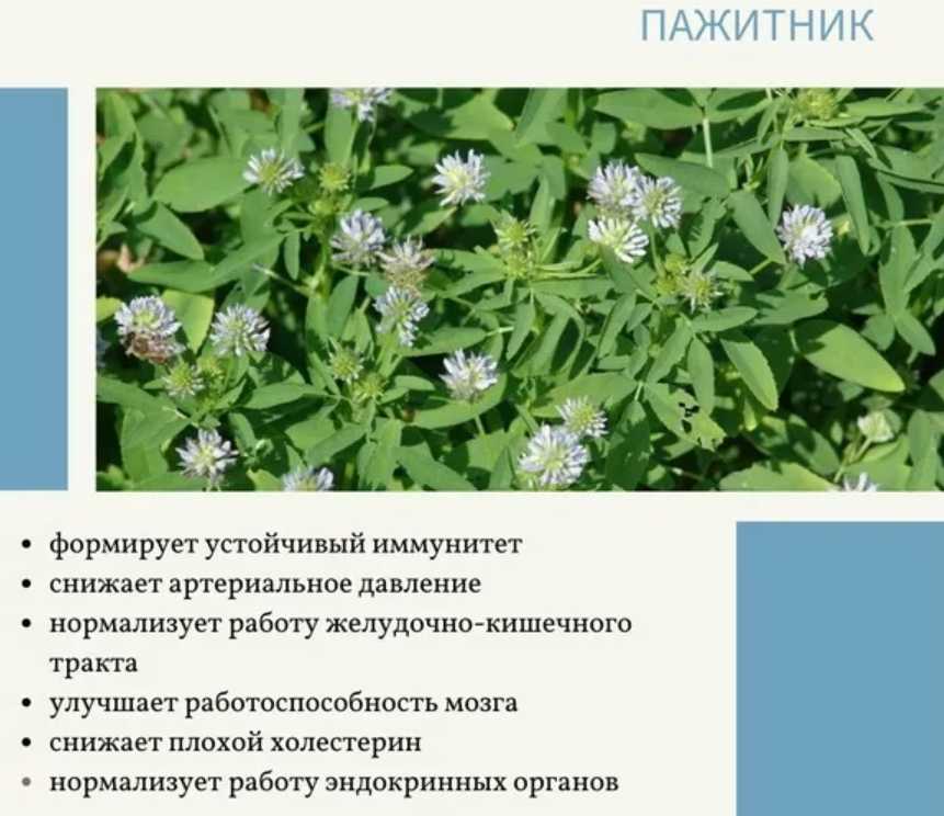 Хильба ее польза для женщин семена - у дачки