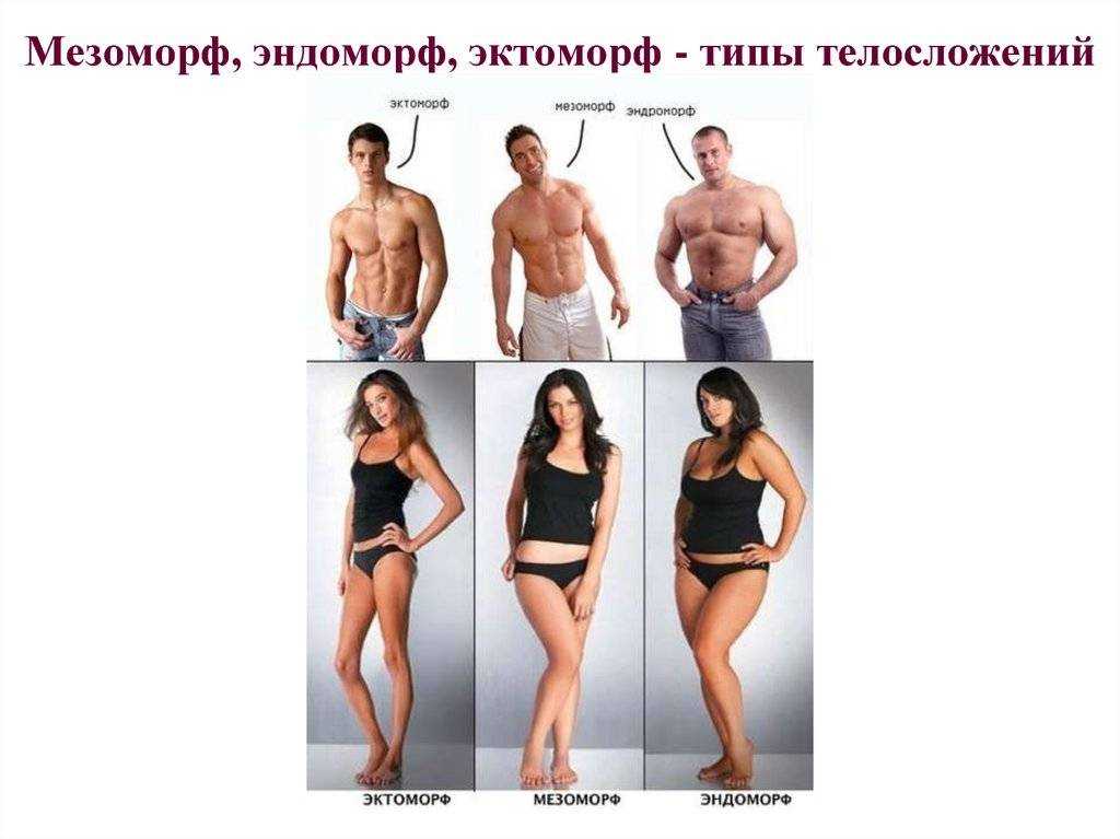 Кто такие мезоморфы? питание для мезоморфа – особенности, продукты и примерное меню