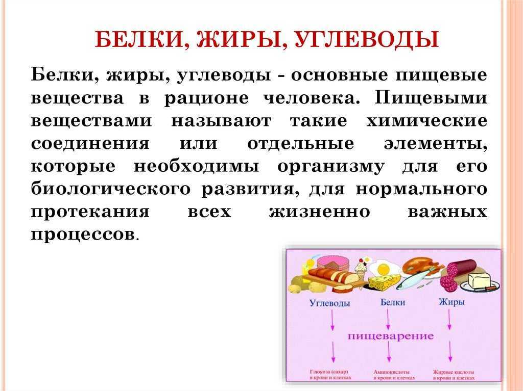 Как еда превращается в жир: нет, углеводы и сахар не идут в жир — 6 мифов