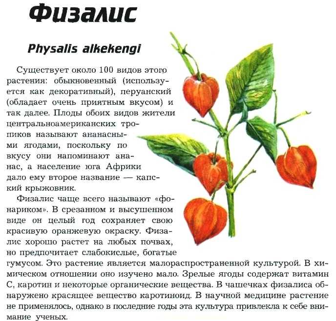 Физалис: состав, калорийность, польза, рецепты