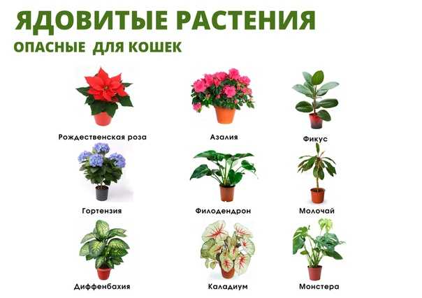 15 комнатных цветов, которые нельзя держать дома