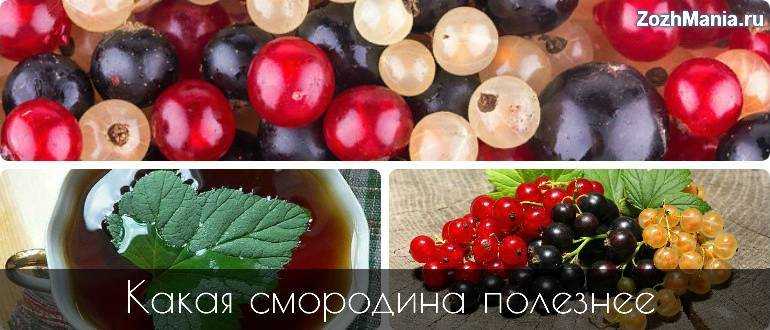 Черная и красная смородина: калорийность, полезные свойства, польза и вред