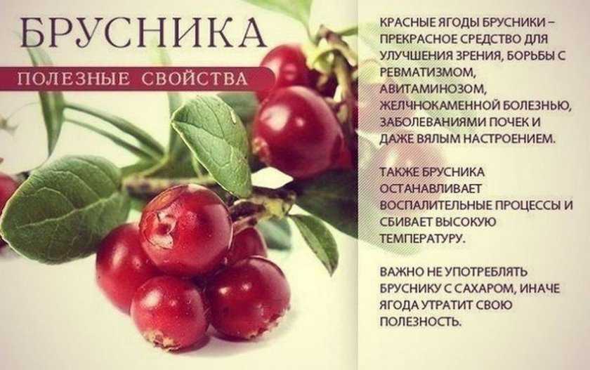 Брусника: полезные свойства ягоды и противопоказания