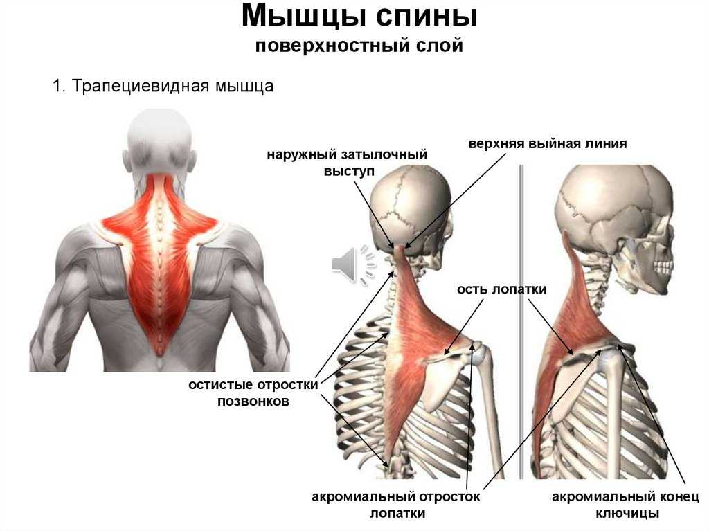 Упражнения на трапецию с гантелями: советы тренера - tony.ru
