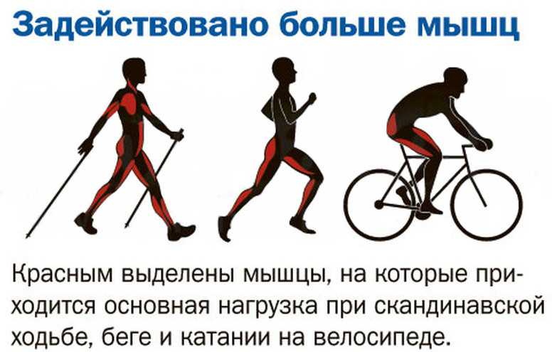 Велосипед для похудения: сколько калорий сжигается, какие мышцы работают, как кататься / mama66.ru