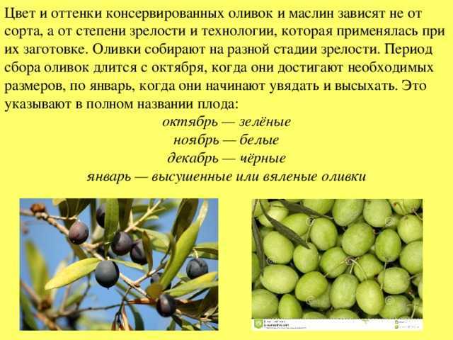 Оливки: польза и вред заграничных плодов. калорийность и полезные свойства оливок для организма, возможный вред оливок - автор екатерина данилова - журнал женское мнение