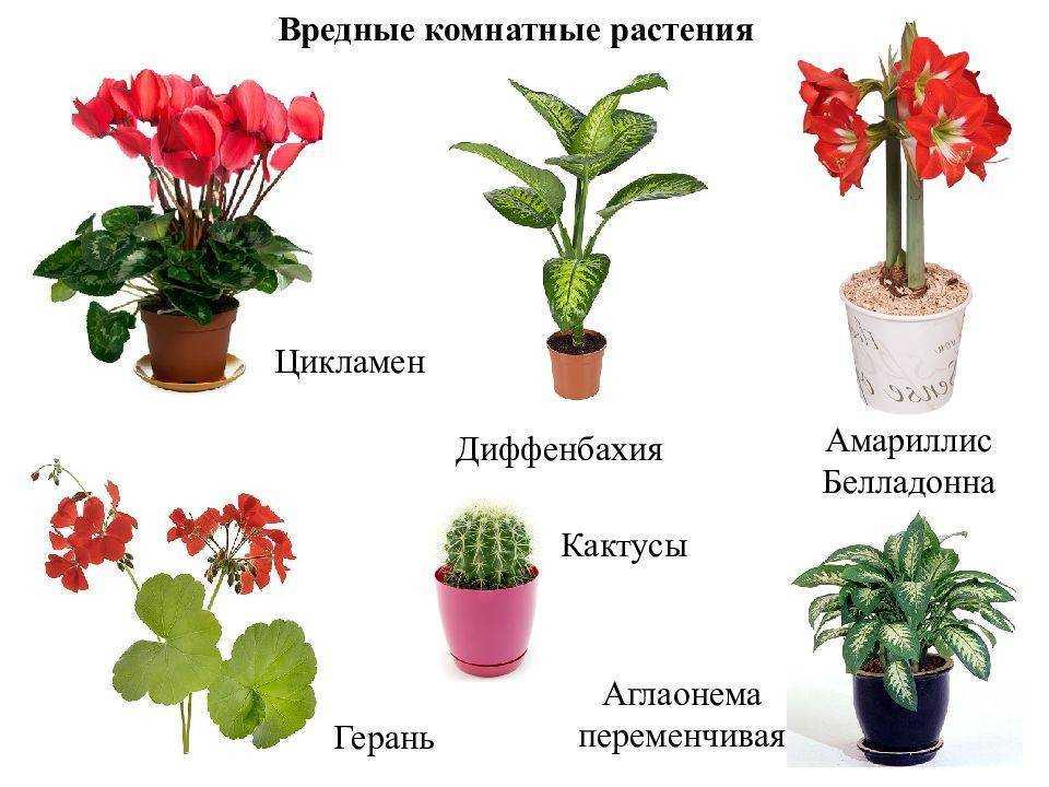 Какие растения нельзя держать дома: развенчиваем мифы и суеверия