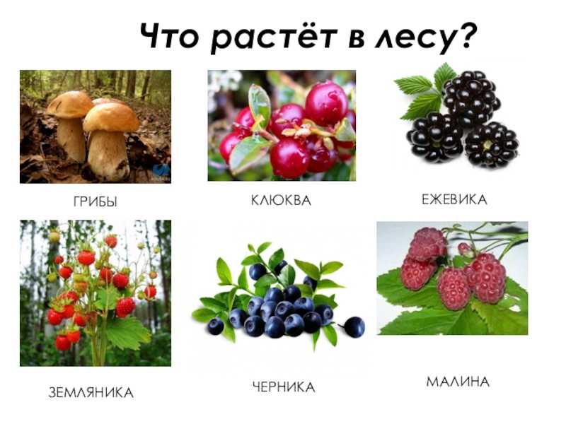 7 лечебных свойств черной бузины для здоровья, противопоказания и описание ягоды