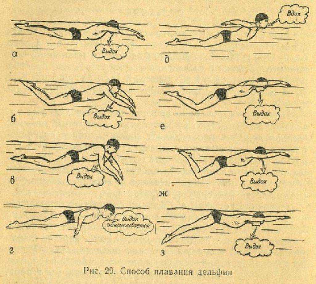 Как научиться плавать баттерфляем самостоятельно: упражнения в воде и на суше, уроки для обучения дельфину, программы тренировок