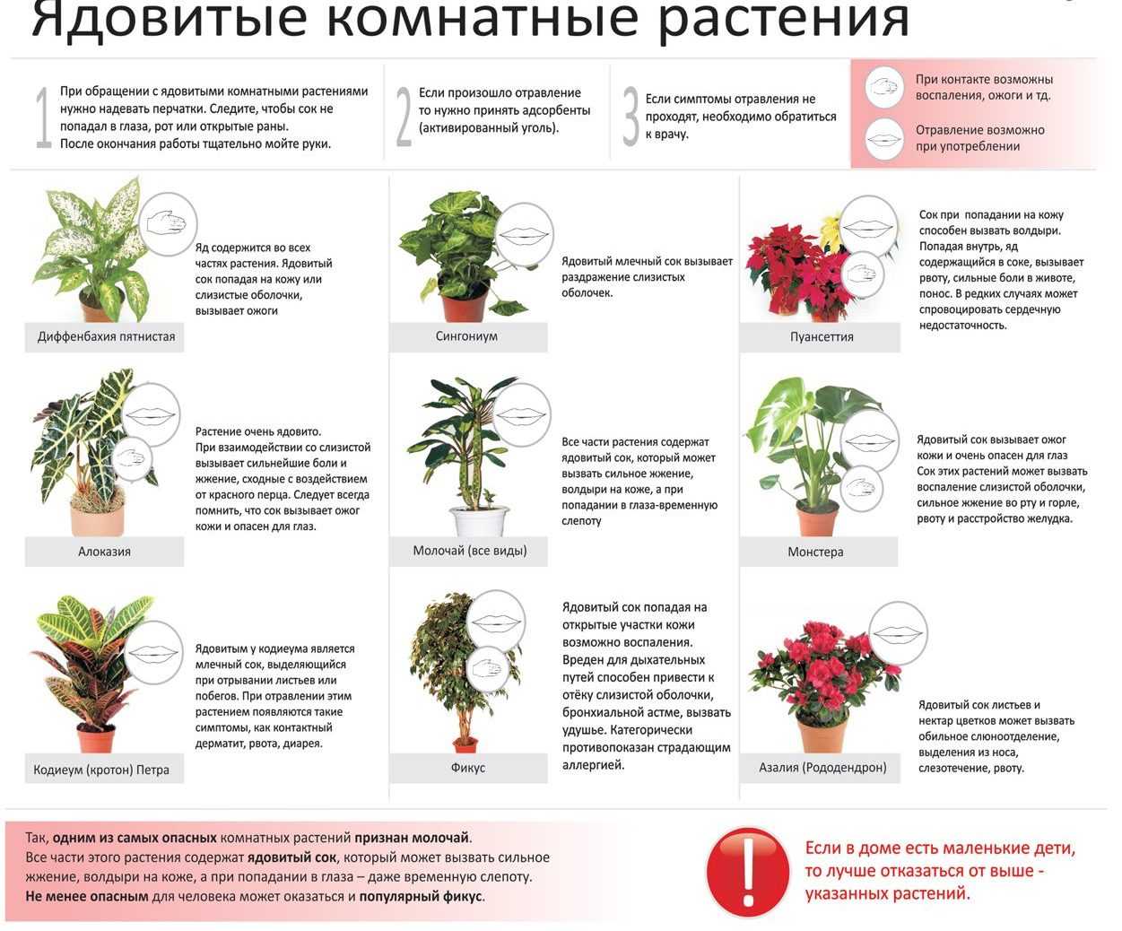 Эти растения лучше не держать дома особенно если у тебя есть маленькие дети или домашние животные