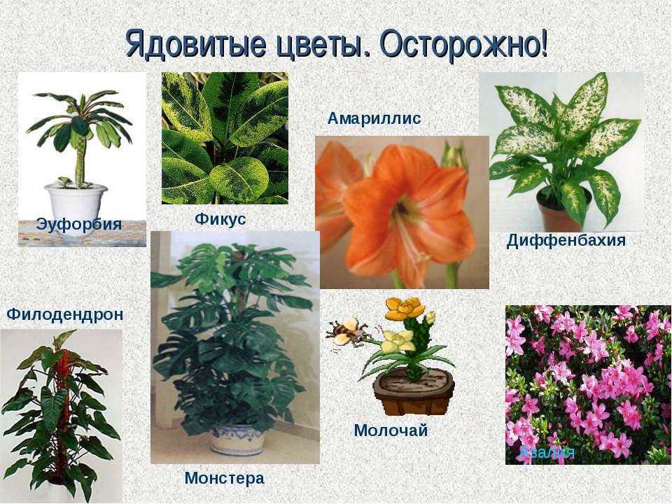 Какие цветы нельзя держать дома и почему: список растений