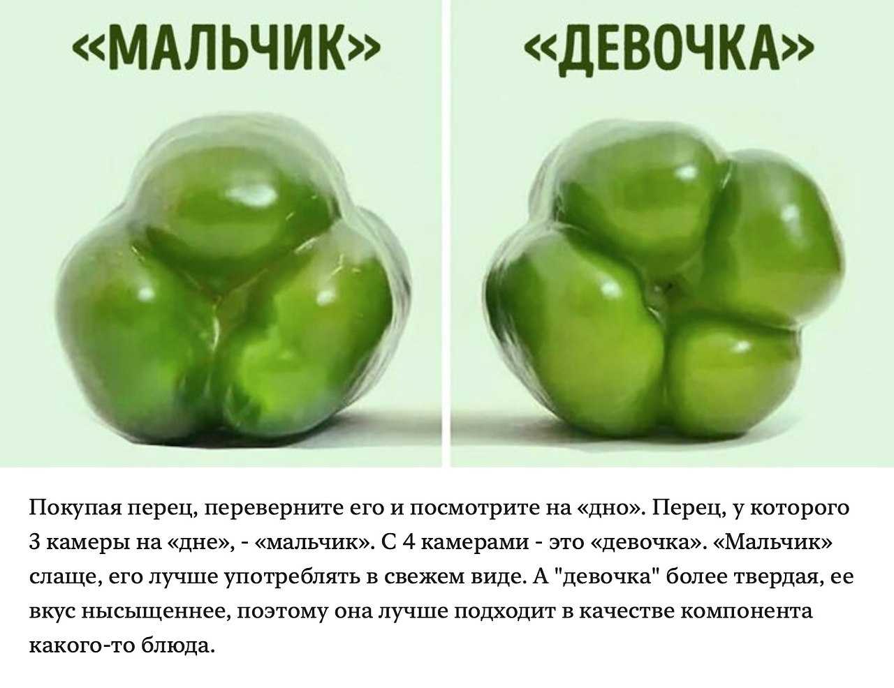 Болгарский перец