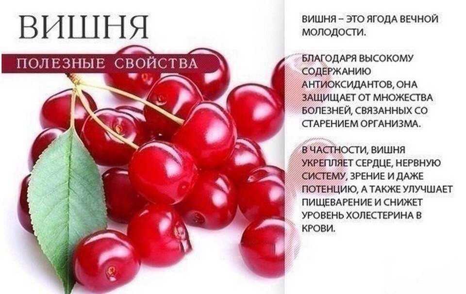 Брусника: 15 полезных свойств и противопоказания для организма