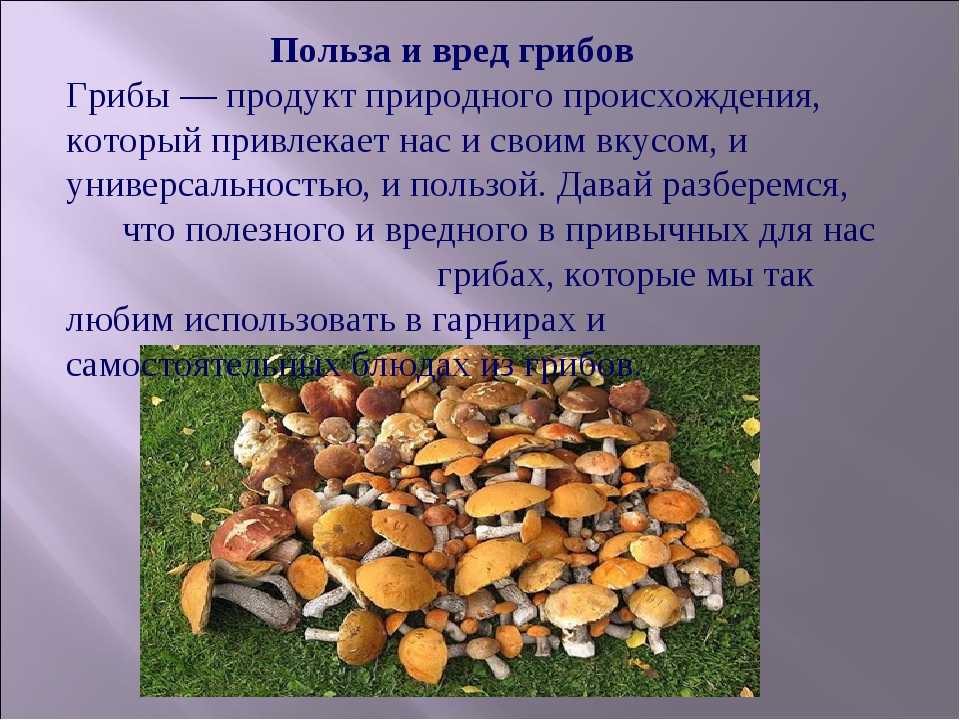 Польза и вред сырых, сушеных лисичек для здоровья: чем полезны грибы и чем вредны