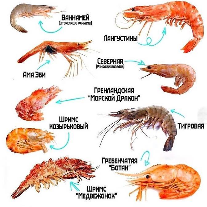 Креветки: фото, состав, калорийность. полезные свойства и вред мяса креветок