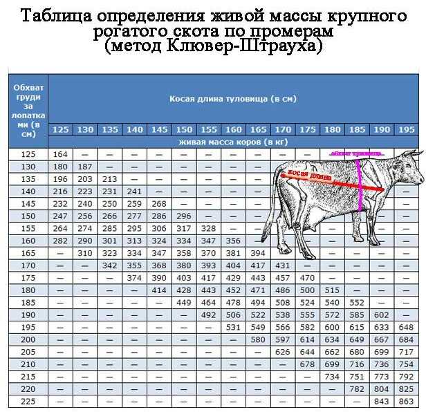 Как нужно правильно взвешиваться на весах при похудении