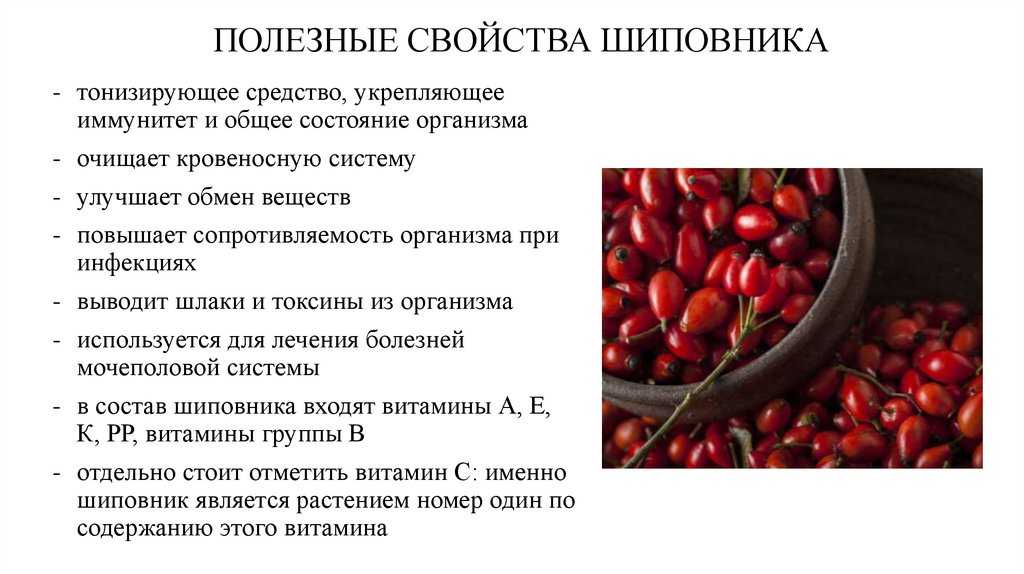 Шиповник – как заваривать и как пить, польза свежих плодов шиповника