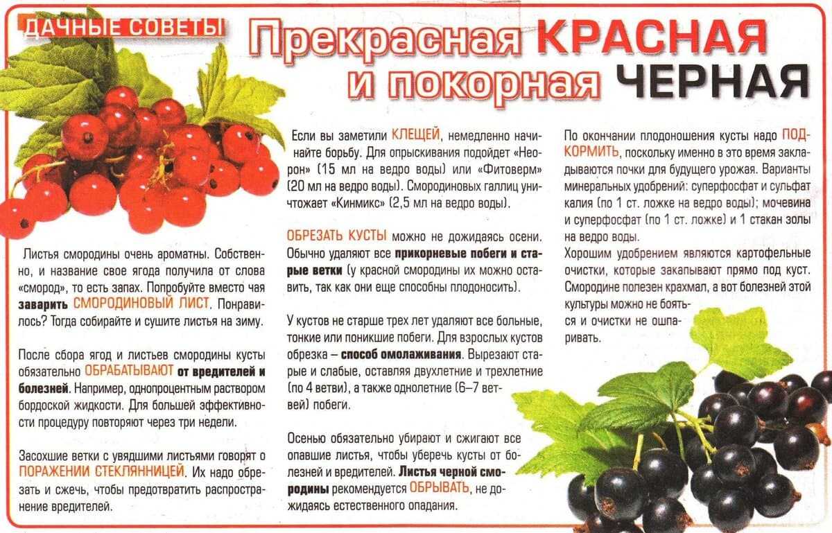 Белая смородина: польза и вред для здоровья, свойства, витамины | zaslonovgrad.ru