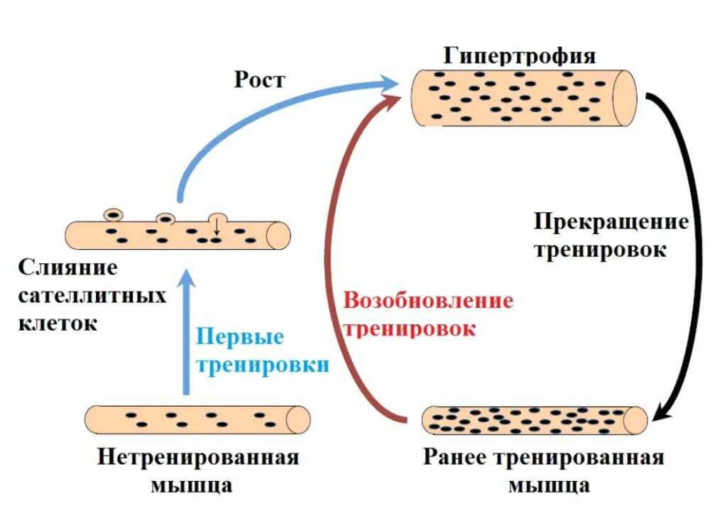Мышечная память — womanwiki - женская энциклопедия
